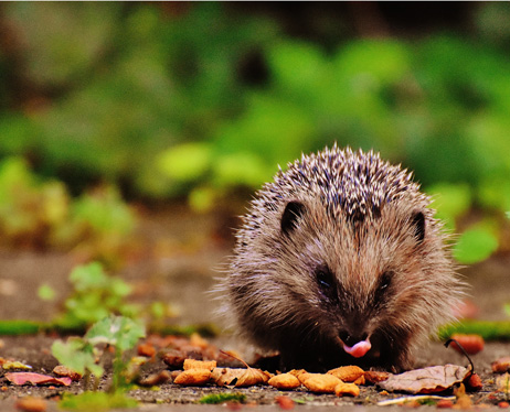 Hedgehog - photo credit Pexels Pixabay