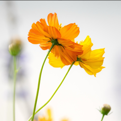 Orange California poppies